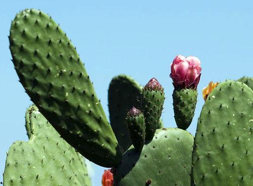 仙人掌吃瓜娱乐,仙人掌与瓜果的奇幻娱乐之旅