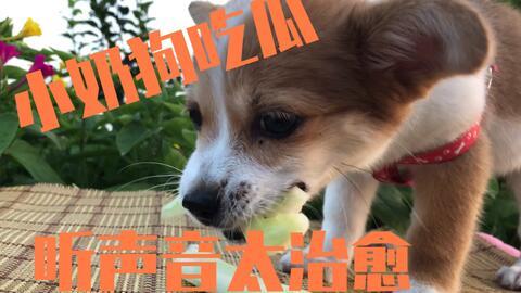 娱乐吃瓜酱小奶狗